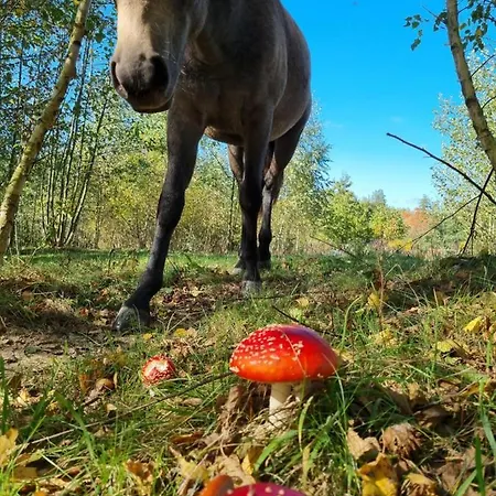 Wiejska 度假居 巴尔切沃