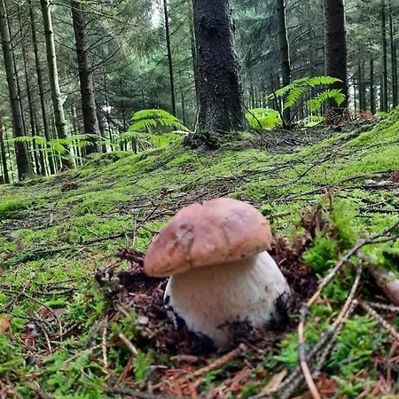 Vakantiehuis Wiejska