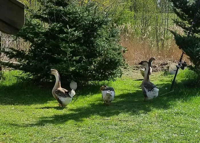 Vakantiehuis Wiejska Barczewo