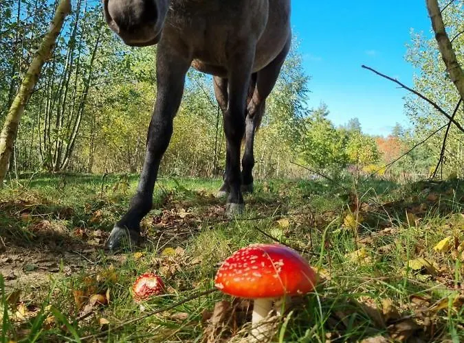 Wiejska Nyaraló Barczewo