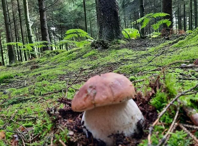 Casa de Férias Wiejska